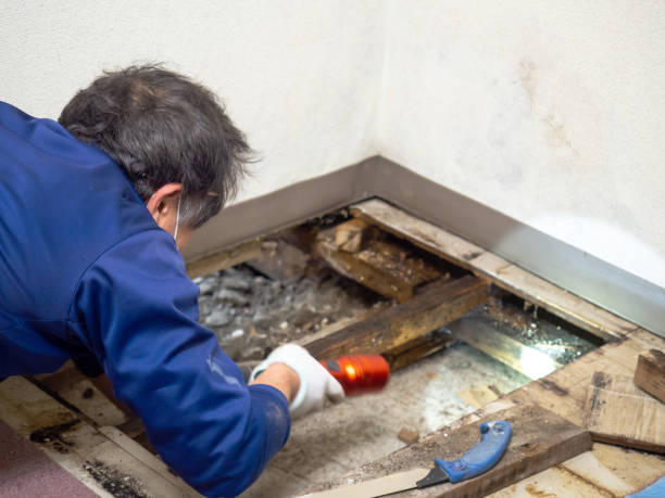 Best Kitchen Mold Remediation in Runge, TX
