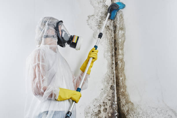 Best Attic Mold Remediation in Runge, TX