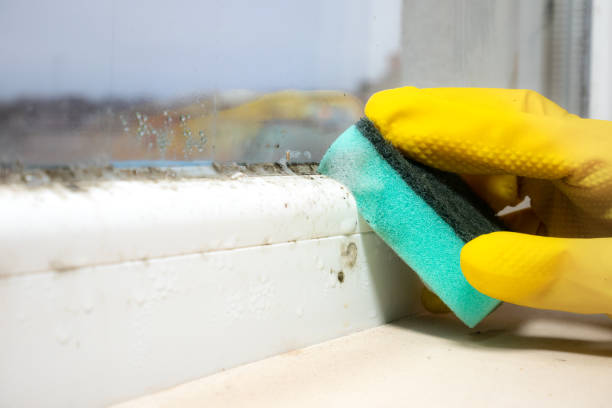 Best Preventive Mold Services in Runge, TX