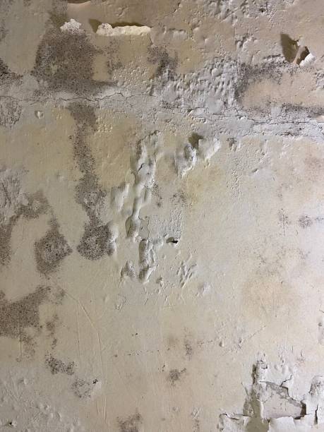 Best Attic Mold Remediation in Runge, TX