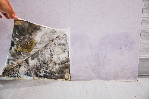 Runge, TX Mold Remediation Company
